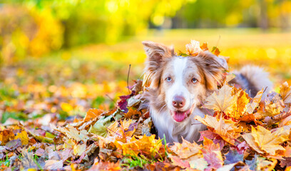 Playful Border collie dog lies inside a pile autumn leaf and looks at camera. Empty space for text