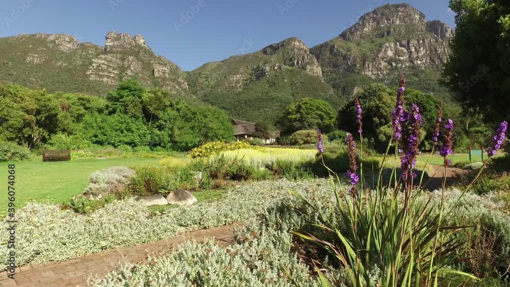 Poster View of the Kirstenbosch botanical gardens against the backdrop of Table mountain, Cape Town, South Africa