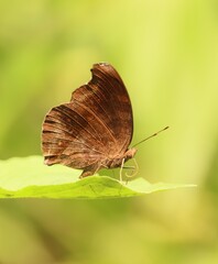 butterfly on leaf