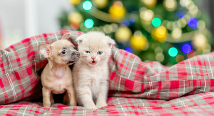 Toy terrier puppy and gray kitten sit together under warm blanket on a bed at home with Christmas tree on background. Empty space for text