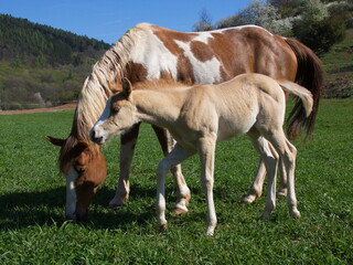 Naklejka na ściany i meble Mare with a foal on a farm in Czech republic, Europe 