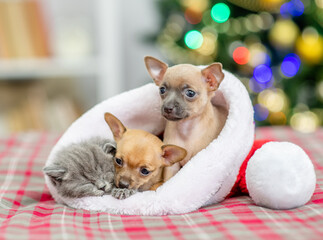 Sleepy kitten and two Toy terrier puppies sit together inside santa hat with Christmas tree on background