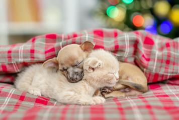 Toy terrier puppy and kitten sleep together under warm blanket
