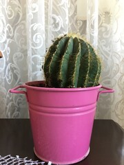 cactus in a pot