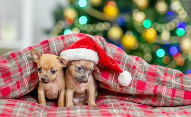 Fototapeta na wymiar Two Toy terrier puppies sit together under warm blanket at home with Christmas tree on background. One puppy wearing red santa hat. Empty space for text