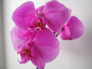 orchids