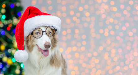 Portrait of a Border collie wearing red santa hat and eyeglasses. Festive background with christmas tree. Empty space for text