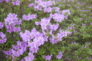 flowers in the garden