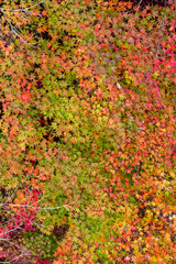 Autumn leaves fall leaves red leaves　Maple