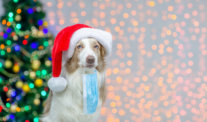 Border collie wearing red santa hat holds protective face mask in it mouth. Empty space for text. Festive background with christmas tree