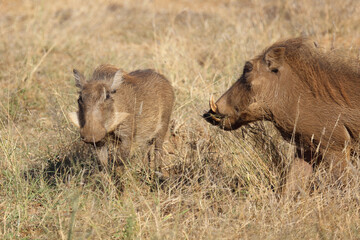 Warzenschwein / Warthog / Phacochoerus africanus
