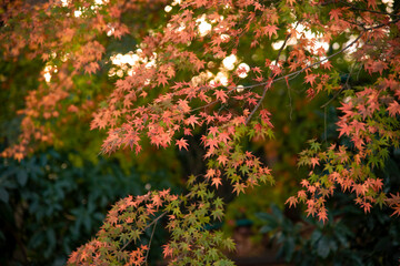 Autumn leaves fall leaves red leaves　Maple