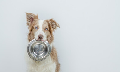 Border collie dog holds bowl in his mouth on gray background. Empty space for text