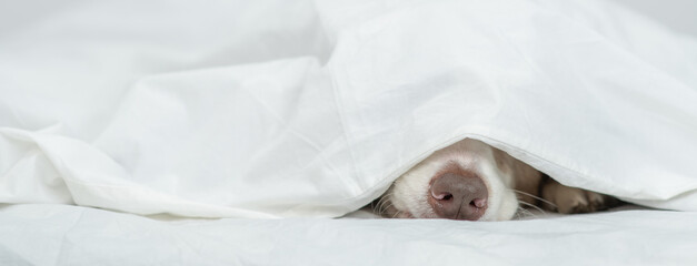 Dog's nose sticks out from under white blanket. Empty space for text