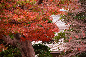 Autumn leaves fall leaves red leaves　Maple