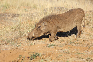 Warzenschwein / Warthog / Phacochoerus africanus