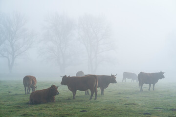 Cows and fog, Orduña, Sierra Salvada, Bizkaia, Basque Country, Spain, Europe