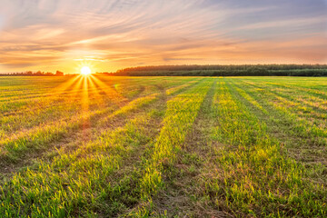 Scenic view at beautiful spring sunset in a green shiny field with green grass and golden sun rays, deep blue cloudy sky on a background , forest and country road, summer valley landscape