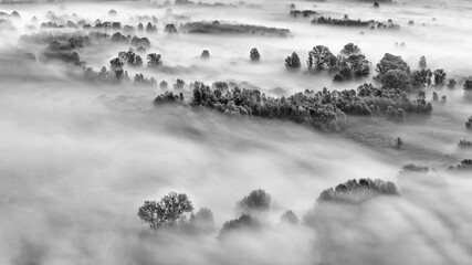 Mist over the wild forest at dawn, fine art photography