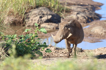 Warzenschwein / Warthog / Phacochoerus africanus
