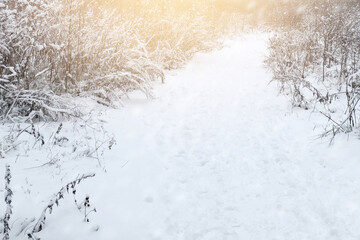 winter road among bushes  covered with snow afret snowfall