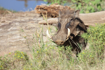 Warzenschwein / Warthog / Phacochoerus africanus