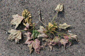 An abandoned branch with dead leaves lying on the ground

