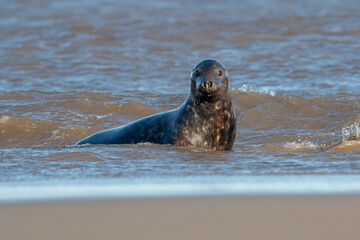 Fototapeta premium Atlantic Grey Seal (Halichoerus grypus) in the edge of the sea in breeding season
