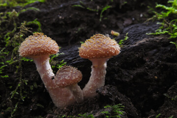 Funghi chiodini Armillaria gallica su tronco di legno in primo piano