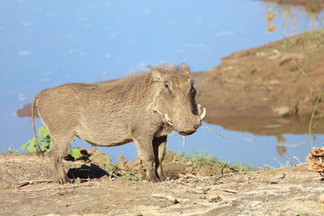 Warzenschwein / Warthog / Phacochoerus africanus