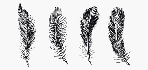  Feathers. Hand drawn sketch illustrations.