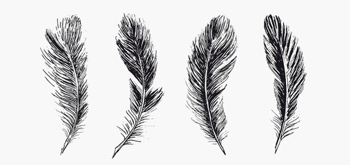  Feathers. Hand drawn sketch illustrations.