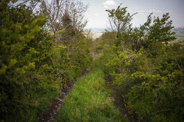 Camino entre la maleza