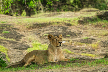 Fototapeta na wymiar Lioness on the alert in Gir Forest