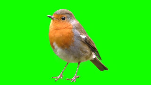 Bird on a green background, cut out