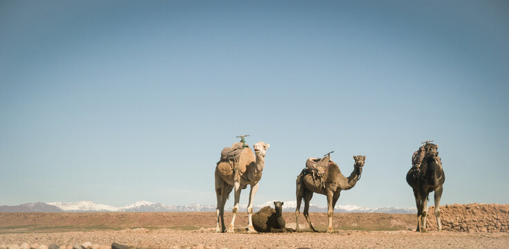 Panoramic image. A bunch of domesticated dromedary camels waiting for tourists by the road in the Moroccan desert with blue sky and the Atlas Mountains in the background.