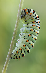 Paipilio machaon, caterpillar