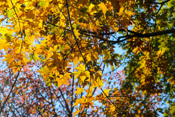 葉っぱ 紅葉 メイプル イエロー 明るい 