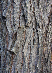 Salix alba bark