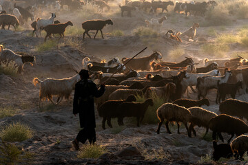 flock of dheep with shepherd in morning rim light, shepherds with sheep and cattle  in the dust 