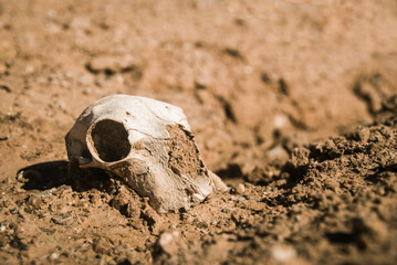 Old and weathered goat skull on the desert. A victim of drought in Africa. 