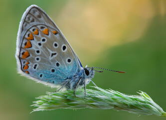 The common blue butterfly (Polyommatus icarus) is a butterfly in the family Lycaenidae.