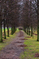 A path in the park in late autumn with fallen leaves gathered in heaps.