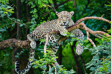 Indian Leopard on Tree in Gir Forest in Gujarat
