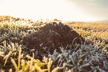 Detail of a frozen molehill of brown earth lit by the sun and photographed in a frosty grassy...