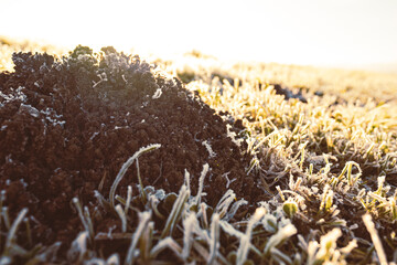 Detail of a frozen molehill of brown earth lit by the sun and photographed in a frosty grassy...