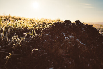 Detail of a frozen molehill of brown earth lit by the sun and photographed in a frosty grassy landscape during the golden hour