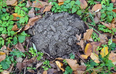 Molehill on the grass