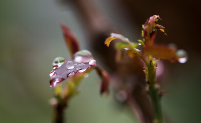 Raindrop　 Water drops　Nature　Polka dots　leaf