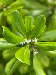 close up of a green leaf
